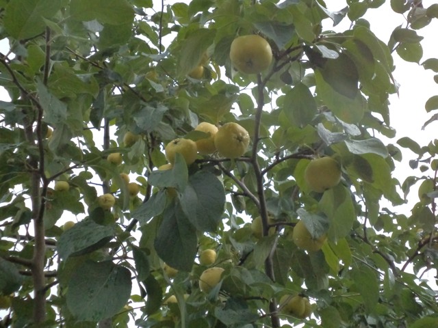 Плоды старой яблони