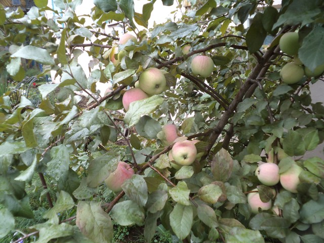 Плоды молодой яблони